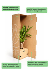 Calathea Orbifolia - Korbmarante Ø:14 H:45 cm Finestgreen