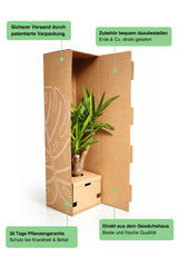 Pachira Aquatica - Glückskastanie Ø:12 H:45 cm Finestgreen