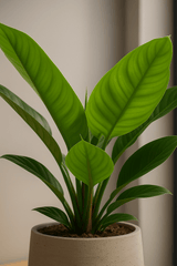 Philodendron Imperial Green Finestgreen