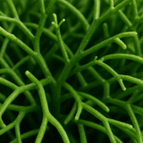 Rhipsalis Cashero 2er Set - Finestgreen