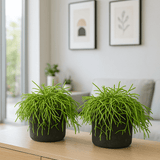 Rhipsalis Cashero 2er Set - Finestgreen