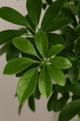 Schefflera Arboricola Gold Capella Ø:19 H:75 cm Finestgreen