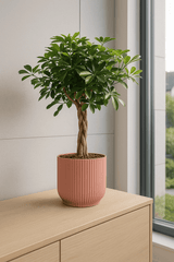 Schefflera Arboricola Gold Capella Ø:19 H:75 cm Finestgreen