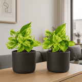 Scindapsus Marble Queen 2er Set Finestgreen