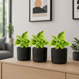 Scindapsus Marble Queen 3er Set Finestgreen