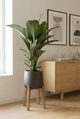 Spathiphyllum Sensation Ø:24 H:120 cm Finestgreen