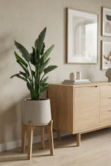 Strelitzia Reginae Ø:24 H:80 cm Finestgreen