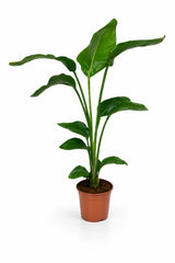 Strelitzia nicolai Zimmerpflanze — tropischer Blickfang mit imposanter Blattarchitektur
