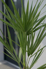 Chamaerops Humilis Blattdetail — fächerförmige Blätter der winterharten Zwergpalme