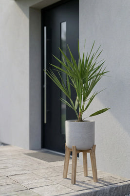 Zwergpalme - Chamaerops Humilis