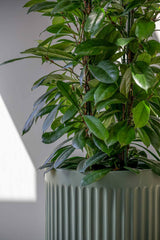 Turris Ionic - Salbeigrün Finestgreen
