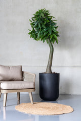 Pachira Kunstpflanze L 170cm - Finestgreen