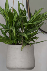 Hanging Patt Grau Blumenampel aus Fiberclay in Beton-Optik – für Innen & Außen