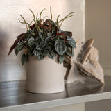 Sofia Beige Finestgreen
