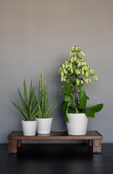 Beige Inez ceramic pot by Pottery Pots, showcasing a smooth finish and elegant design for plants and flowers.