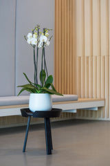 Mini Pax Pflanzkübel Matt Weiß aus Fiberstone – im Lifestyle-Setting