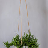 Hanging Eileen Grau Blumenampel – Hängetopf in Grau aus Fiberclay