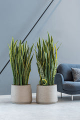 Patt Grey Washed Pflanzkübel Grau || Abgebildete Größe: XXL