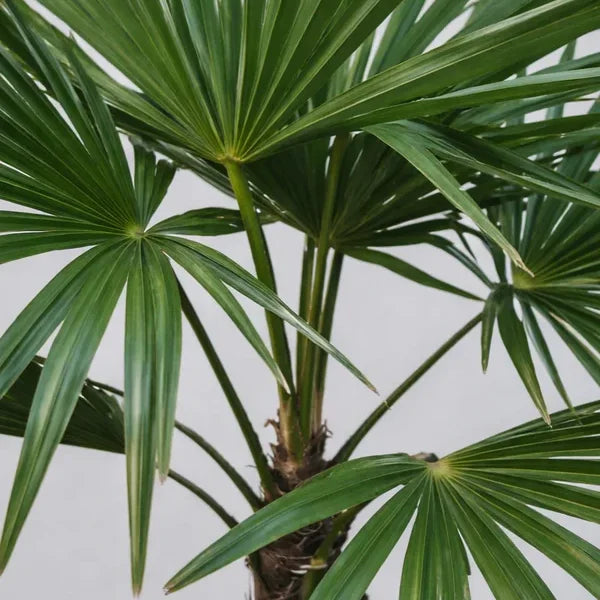 Balkonpflanzen im Sommer: Welche wirklich funktionieren – und wie du sie richtig pflegst