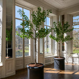Ginko Biloba Baum Kunstpflanze XL 270cm - Finestgreen