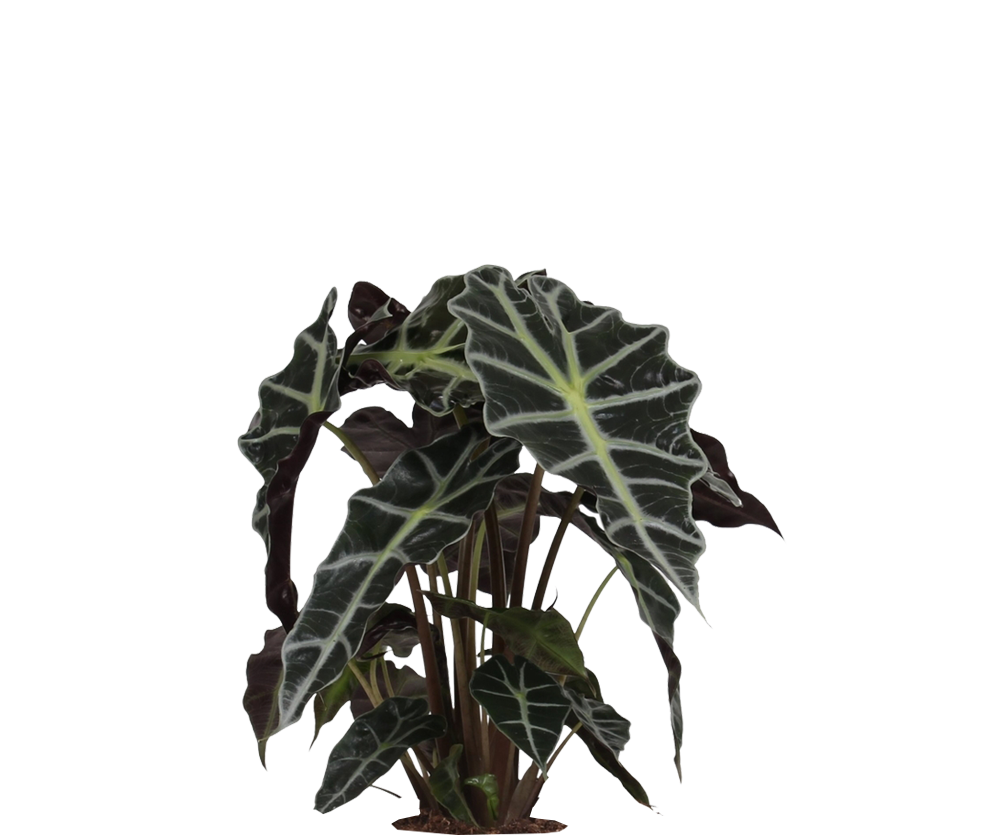 Alocasia Polly - Pfeilblatt