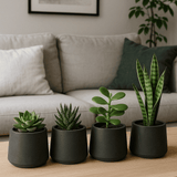 4x Patt Black Washed Pflanzkübel Schwarz aus Fiberclay in Beton-Optik