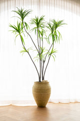 Dracaena Marginata Kunstpflanze XL 230cm - Finestgreen