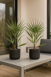 Zwergpalme - Chamaerops Humilis