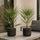 2x Chamaerops Humilis kaufen — Sparset zwei winterharte Zwergpalmen, je 50 cm