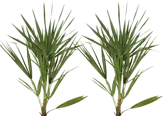 Zwergpalme - Chamaerops Humilis