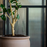 Ficus Triangularis Baum Kunstpflanze L 180cm - Finestgreen