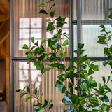 Ficus Triangularis Baum Kunstpflanze L 180cm - Finestgreen
