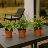 3x Gemischte Farnen Ø:12 H:30 cm Finestgreen 