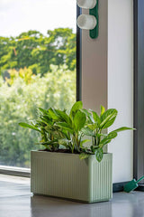 Jort Ionic - Salbeigrün Finestgreen 