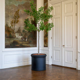 Ginko Biloba Baum Kunstpflanze XL 270cm - Finestgreen