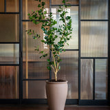 Ficus Triangularis Baum Kunstpflanze L 180cm - Finestgreen