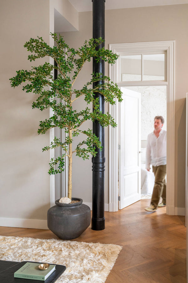 Bucida Buceras Shady Lady künstlich, H: 280cm