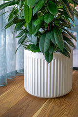 Turris Low Ionic - Seidenweiß Finestgreen 