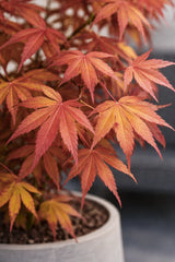 Japanischer Fächerahorn Acer Atropurpureum — filigraner Strauch mit tiefroten Blättern