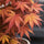 Japanischer Fächerahorn Acer Atropurpureum — filigraner Strauch mit tiefroten Blättern