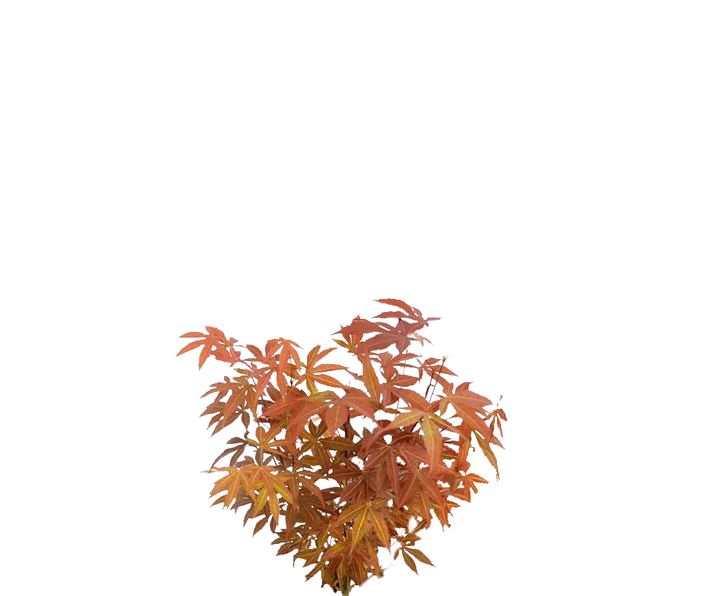 Japanischer Ahorn - Acer Atropurpureum