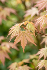 Japanischer Ahorn Acer Moonrise — eleganter Stämmchenbaum mit filigranen Blättern