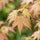 Japanischer Ahorn Acer Moonrise — eleganter Stämmchenbaum mit filigranen Blättern