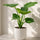 Alocasia Cucullata kaufen — Zimmerpflanze mit herzförmigen glänzenden Glücksblättern