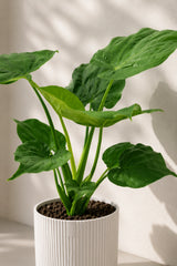 Alocasia Cucullata Blattdetail — herzförmige dunkelgrüne Blätter der Buddha-Alocasia