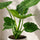 Alocasia Cucullata Blattdetail — herzförmige dunkelgrüne Blätter der Buddha-Alocasia