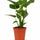 Alocasia Cucullata als Zimmerpflanze — kompakter tropischer Eyecatcher für helle Räume