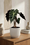 Alocasia Polly - Pfeilblatt
