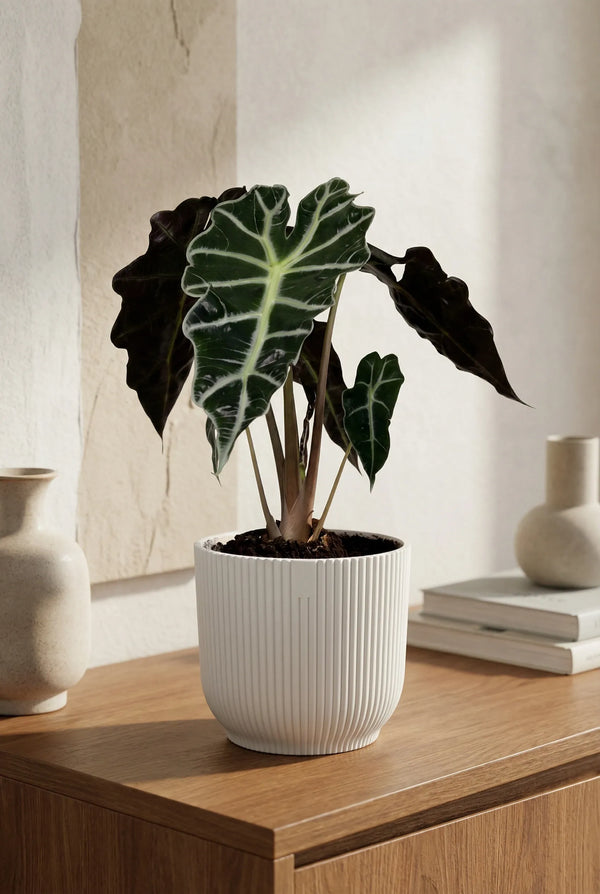 Alocasia Polly - Pfeilblatt