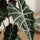 Alocasia Polly Ø:12 H:40 cm Finestgreen 